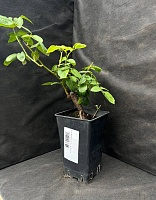 Роза фарниенте Пат де Велюр